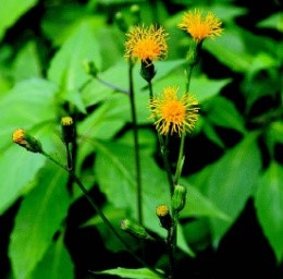 平臥菊三七